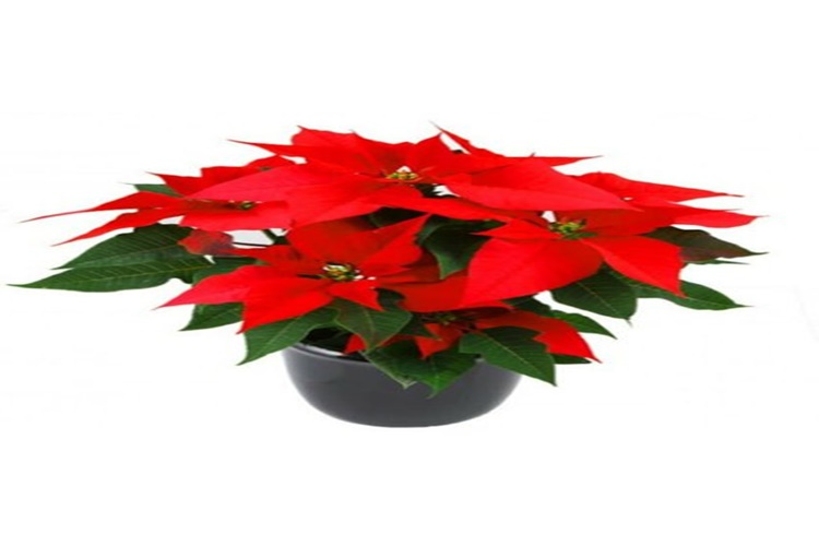 Atatürk Çiçeği Hakkında Merak Edilen Bilgiler