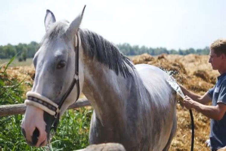Atçılık ve At Antrenörlüğü Bölümü Taban Puanı Nedir?