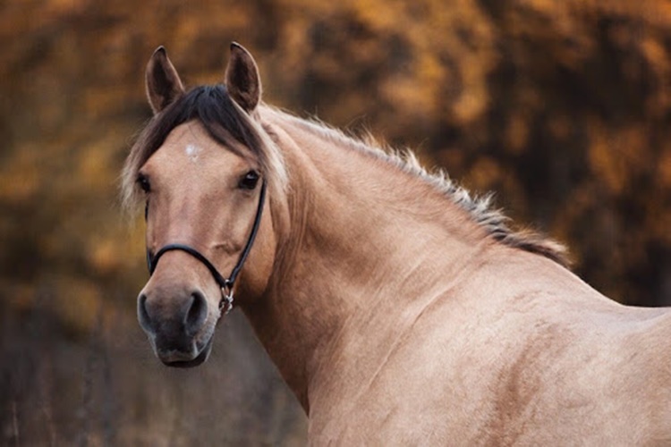 Atlar Hakkında Merak Edilen Bilgiler