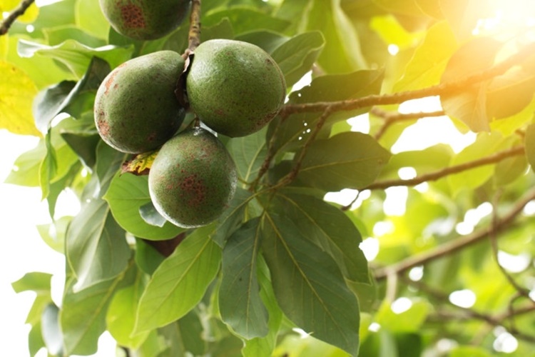 Avokado Ağacı Nasıl Yetiştirilir?
