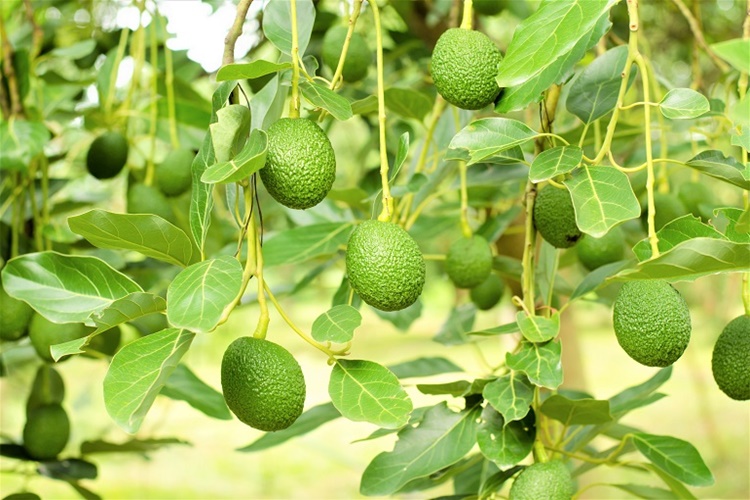 Avokado Çekirdeğinden Ağaç Olur Mu?