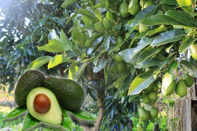Avokado Dolapta Nasıl Saklanır?