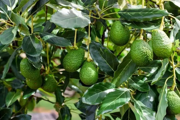 Avokado Türkiye’de Yetişir Mi?