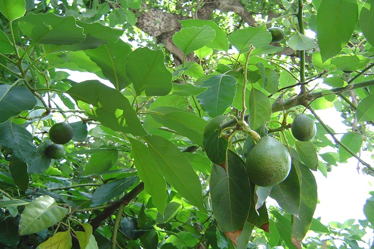 Avokado Yaprağı Çayı Günde Kaç Bardak İçilir?