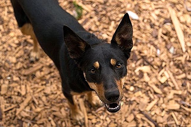 Avustralya Kelpie Köpeğinin Isırması Zararlı Mı?