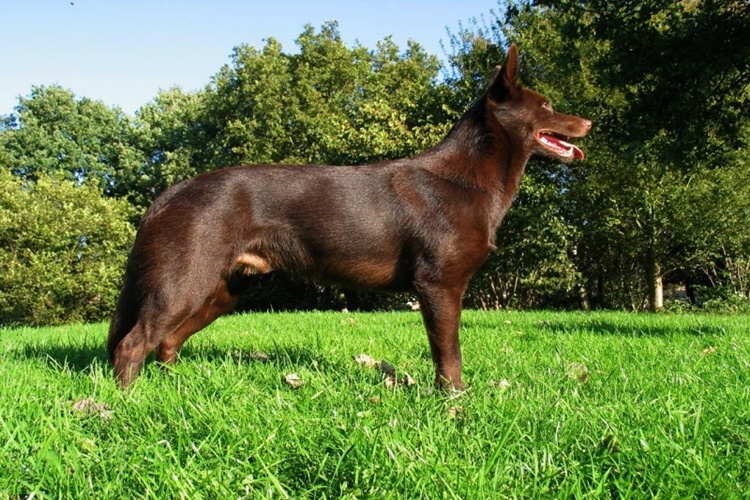 Avustralya Kelpie Köpek Irkı İle İlgili Merak Edilenler Nelerdir?