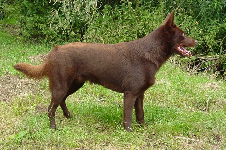 Avustralya Kelpie Köpek Irkı Nasıl Eğitilir?