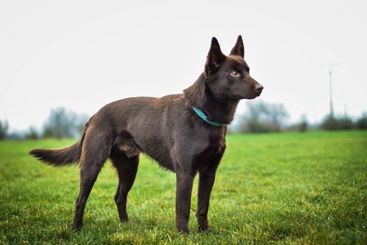 Avustralya Kelpie Köpek İsimleri Nelerdir?