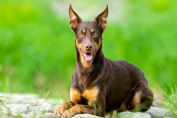 Avustralya Kelpie Köpekleri Nasıl Beslenir?
