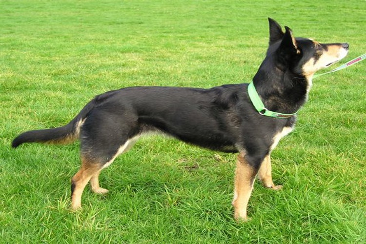 Avustralya Kelpie Köpeklerinin Bakımı Nasıl Yapılır?