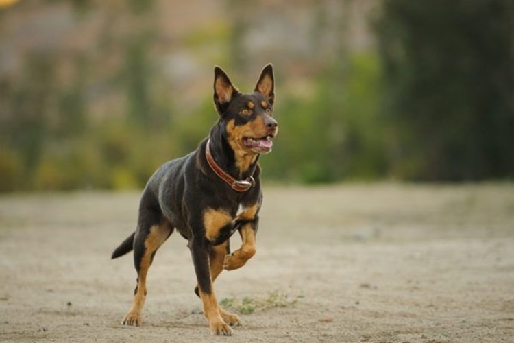 Avustralya Kelpie Köpeklerinin Hastalıkları Nelerdir?
