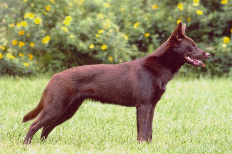 Avustralya Kelpie Köpeklerinin Özellikleri Nelerdir?