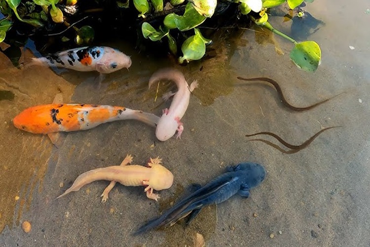 Axolotl Hangi Balıklarla Yaşar?