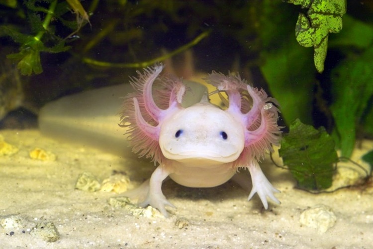 Axolotl Ne Zaman Keşfedildi?