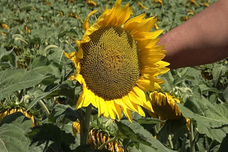 Ayçiçeği Hangi Ayda Toplanır?