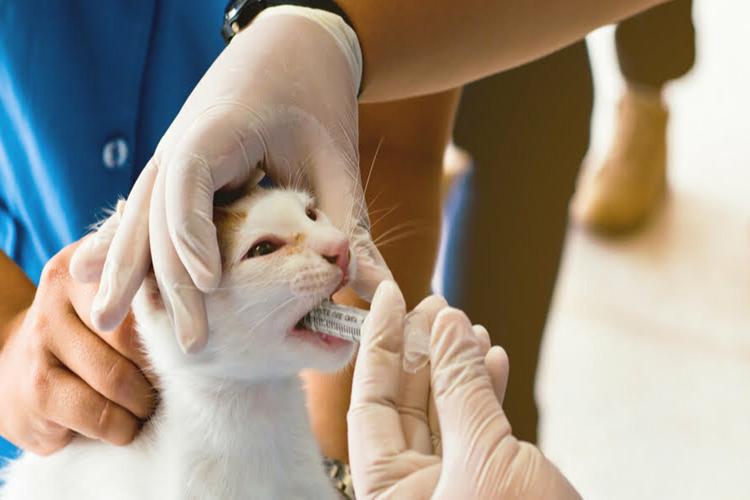 Azro Şurup Kedi Fiyatı 2023 Ne Kadar?