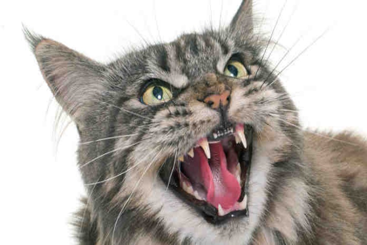 Bağıran Kedi Nasıl Susturulur?