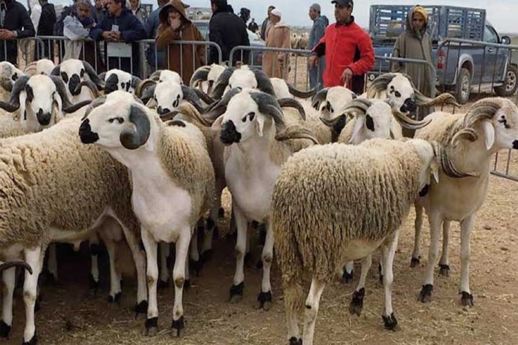 Bağışlanan Kurban Eti Satılır Mı?