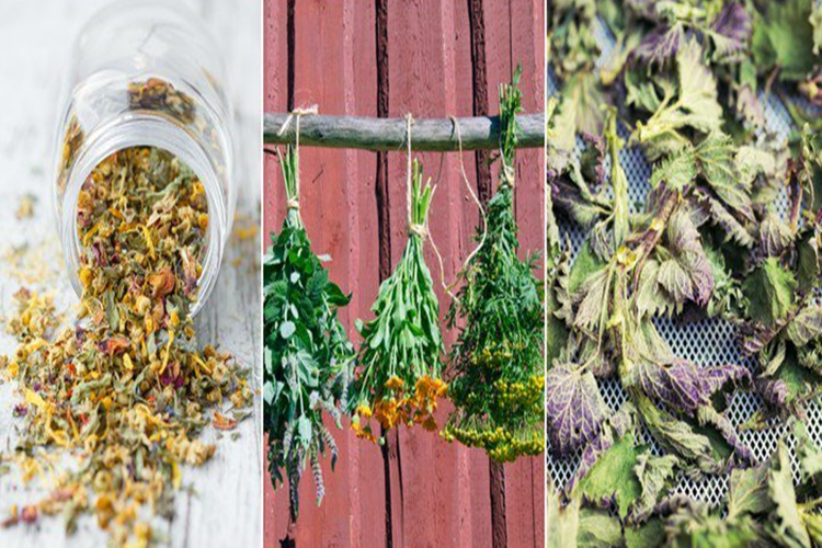 Baharat Kurutma Hakkında Bilgiler Nelerdir?