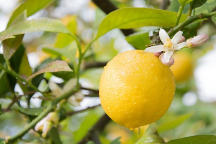 Bahçede Limon Ağacı Bakımı Nasıl Yapılır?