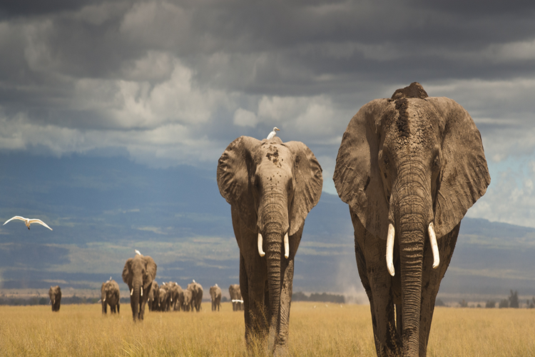 Bakması ve Beslemesi Yasak Olan Hayvanlar Hangileridir?