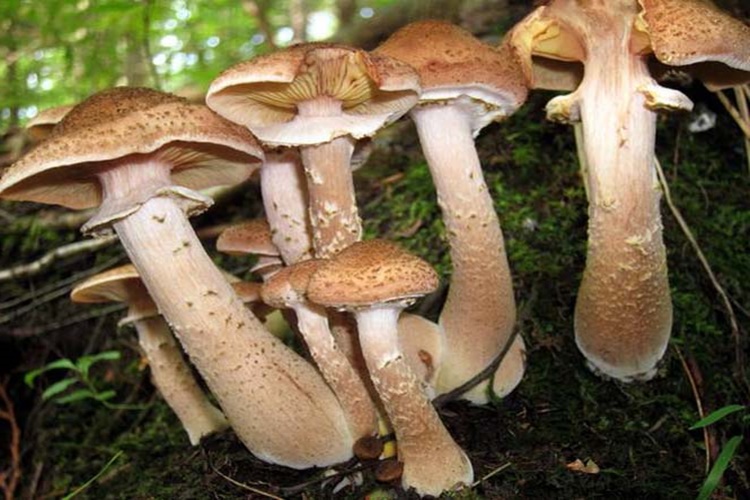 Bal Mantarı Nasıl Pişirilir?