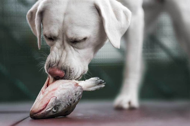 Balık Köpeklere Zararlı Mı?
