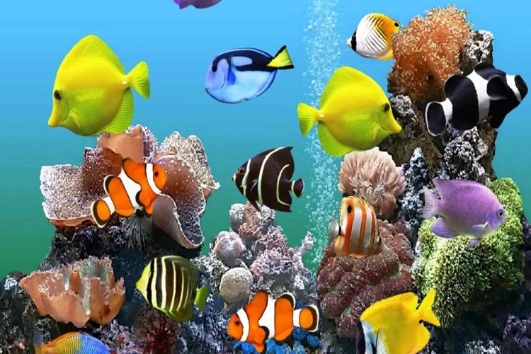 Balıklar Hangi Rengi Sever?