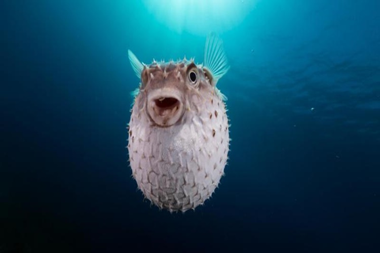 Balon Balığı Hakkında Merak Edilen Bilgiler