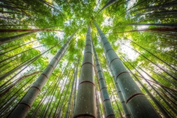 Bambu Ağacı Türkiye’de Yetişir Mi?