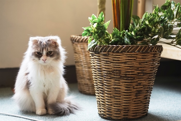 Bamya Kedilere Zararlı Mı?