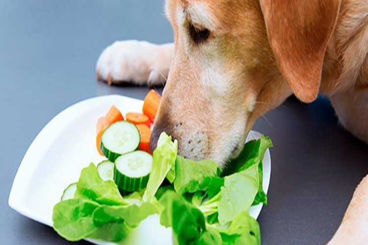 Bamya Köpeklere Zararlı Mı?