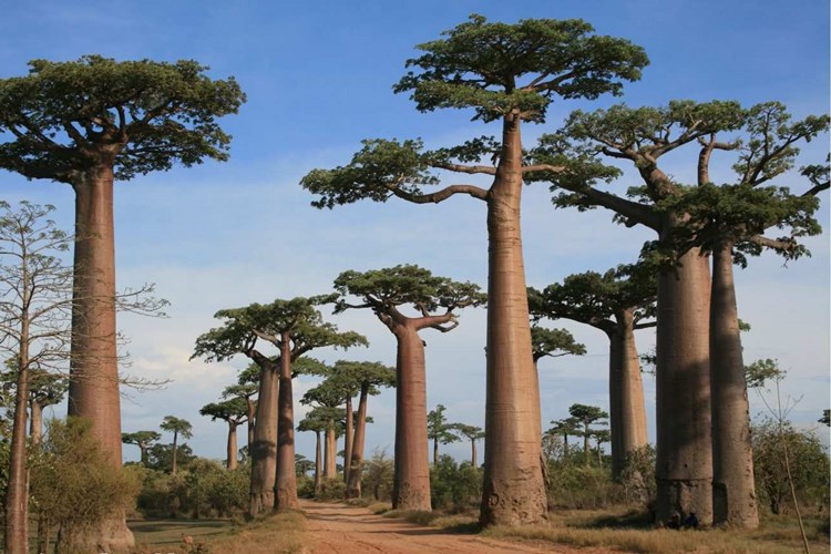Baobab Ağacı Türkiye'de Yetişir Mi?
