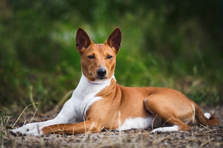Basenji Köpek Bakımı Nasıl Olur?