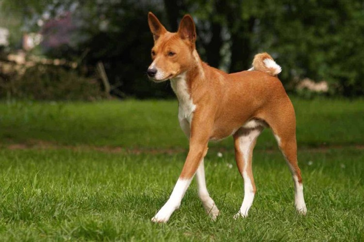 Basenji Köpek Irkı Çiftleşir Mi?