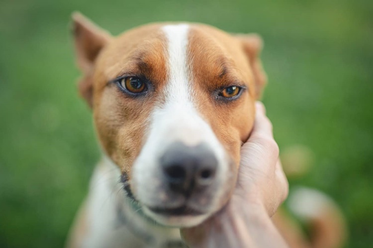 Basenji Köpek Irkı Olduğu Nasıl Anlaşılır?