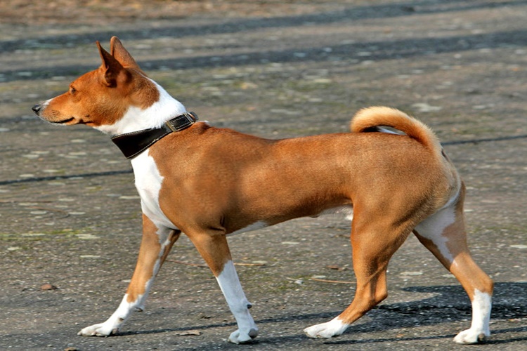 Basenji Köpek Irkı Özellikleri Nelerdir?