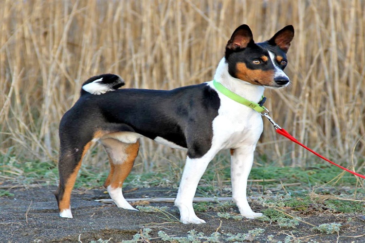 Basenji Köpek Irkının Bakımı Nasıl Yapılır?