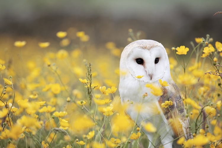 Baykuşlar Nasıl Çok Sessiz Uçar?