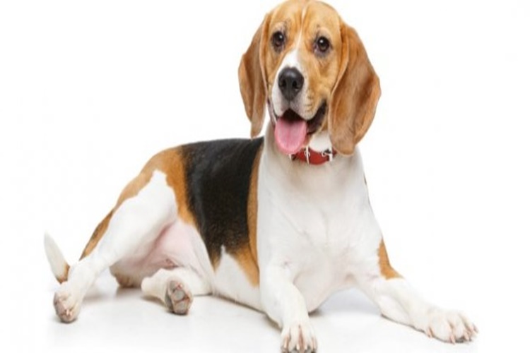 Beagle Bakımı Zor Mu?