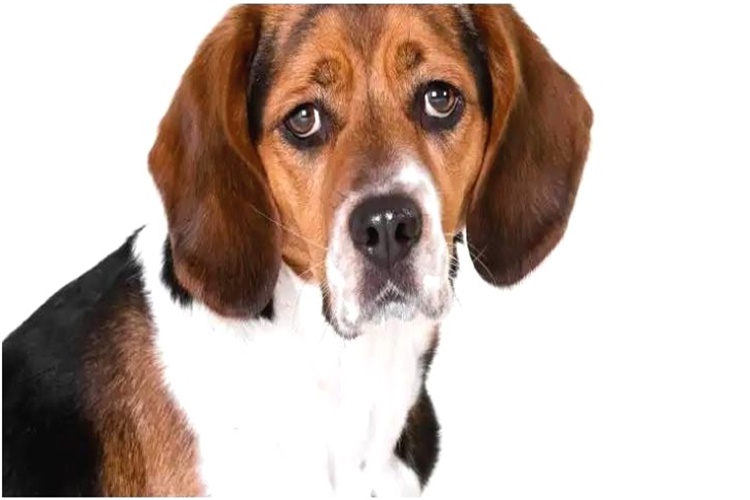 Beagle Evde Bakımı Zor Mu?