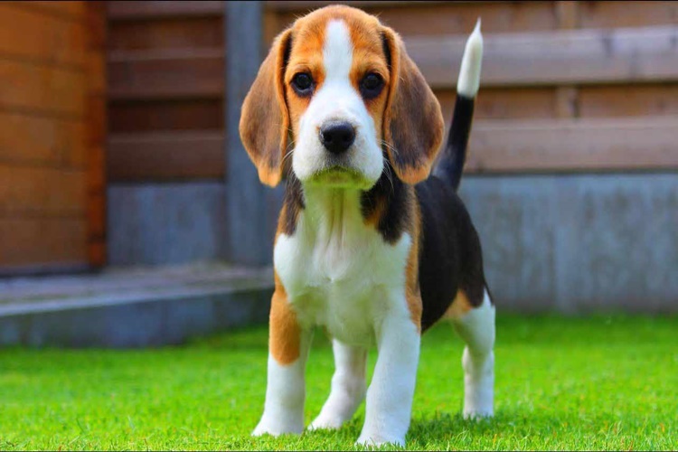 Beagle Köpek Fiyatı 2023 Ne Kadar?