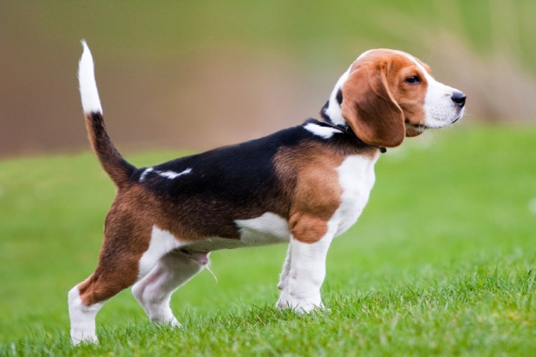 Beagle Özellikleri Nelerdir?