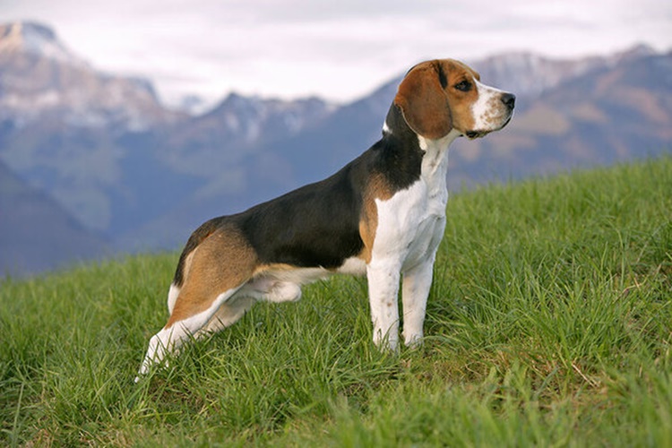 Beagle Tüy Döker Mi?