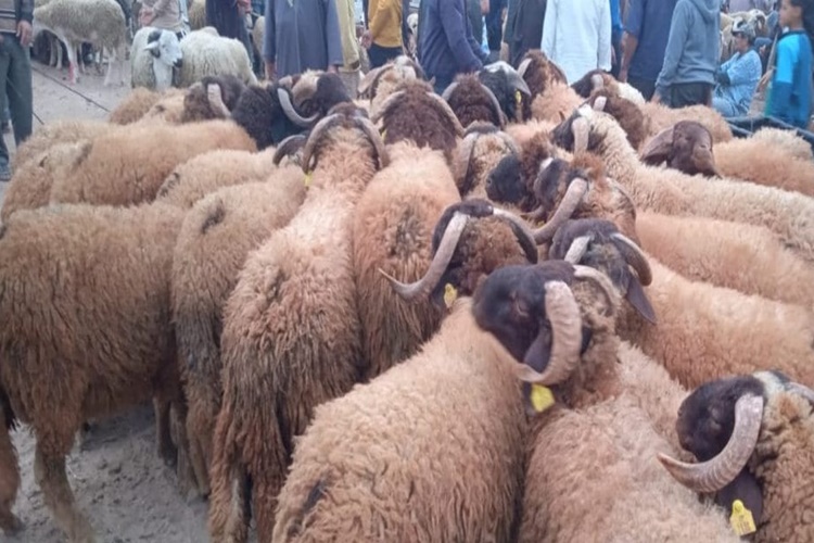 Bebeklere Kurban Eti Verilir Mi?