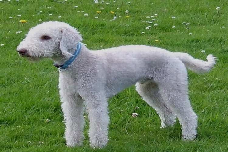 Bedlington Terrier Köpek Bakımı Nasıl Yapılır?
