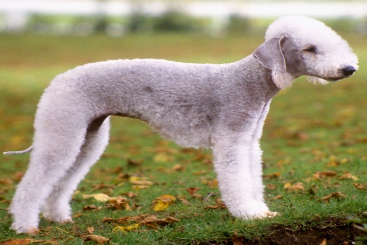 Bedlington Terrier Köpek Çok Havlar Mı?