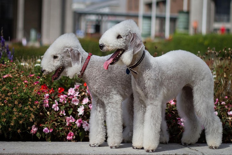 Bedlington Terrier Köpek Gelişimi Nasıldır?