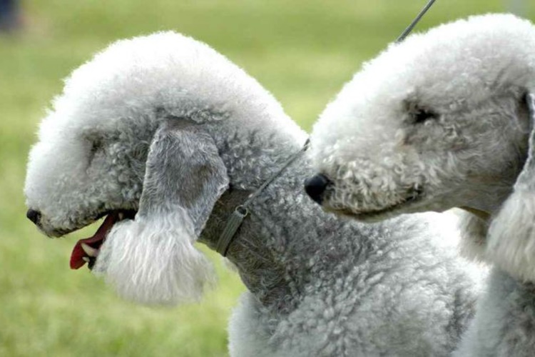 Bedlington Terrier Köpek Hastalıkları Nelerdir?