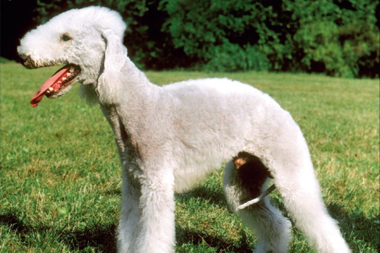 Bedlington Terrier Köpek İsimleri Nelerdir?